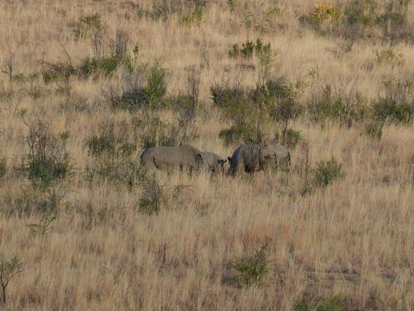 <h3><a href="/trips/safari/biota/animalia/chordata/mammalia/perissodactyla/rhinocerotidae/ceratotherium simum/ceratotherium simum-en.html">Ceratotherium&nbsp;simum</a> / White&nbsp;rhinoceros / Witte&nbsp;neushoorn</h3>OM-1 Mark II with OLYMPUS M.300mm F4.0, 1/2000 sec at F4.0, ISO 800, distance 327&nbsp;m